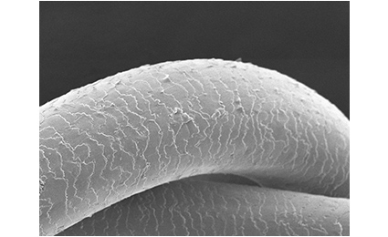 水蒸気爆発を受けていない髪