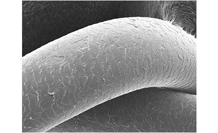 水蒸気爆発を受けていない髪